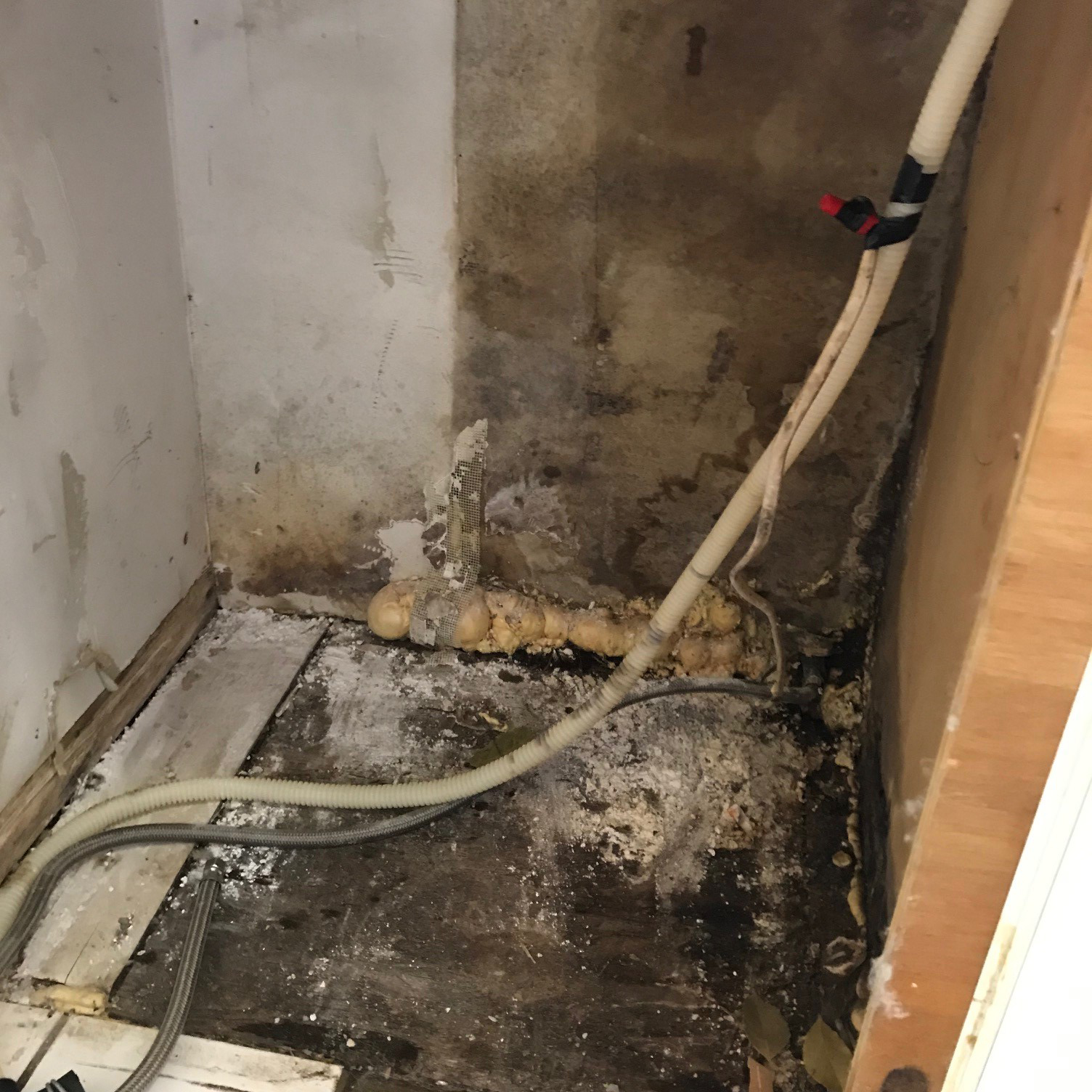 about Global Restoration your Expert Mold Removal in Wellington, FL
