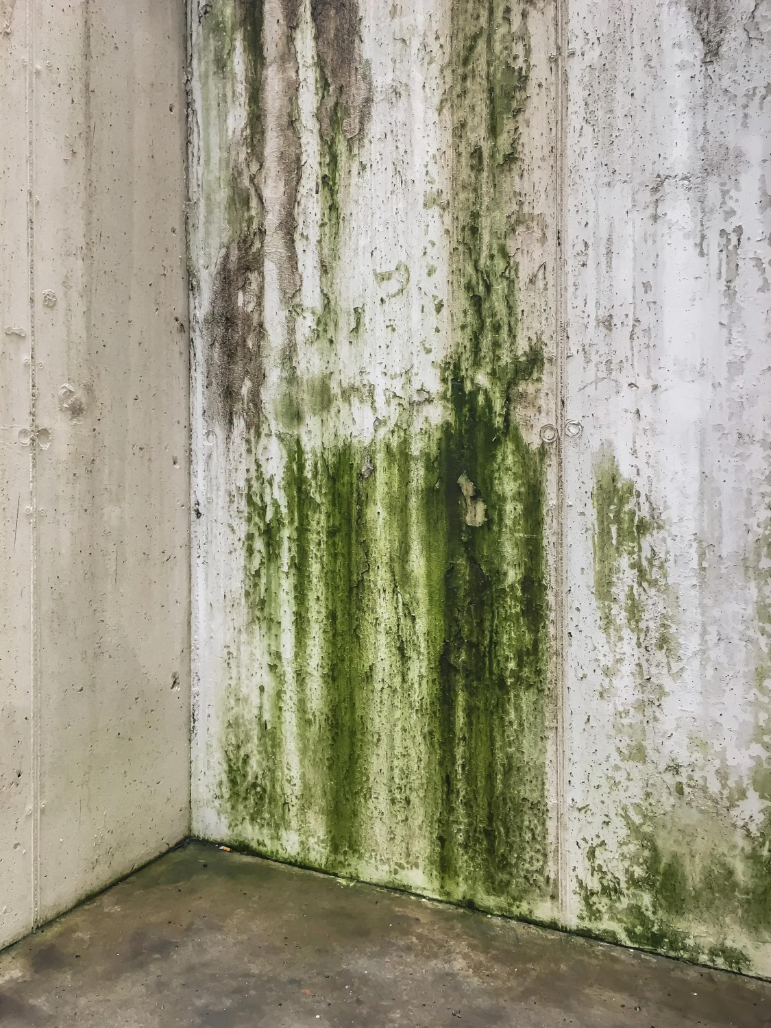 Mold Remediation in Wellington, FL