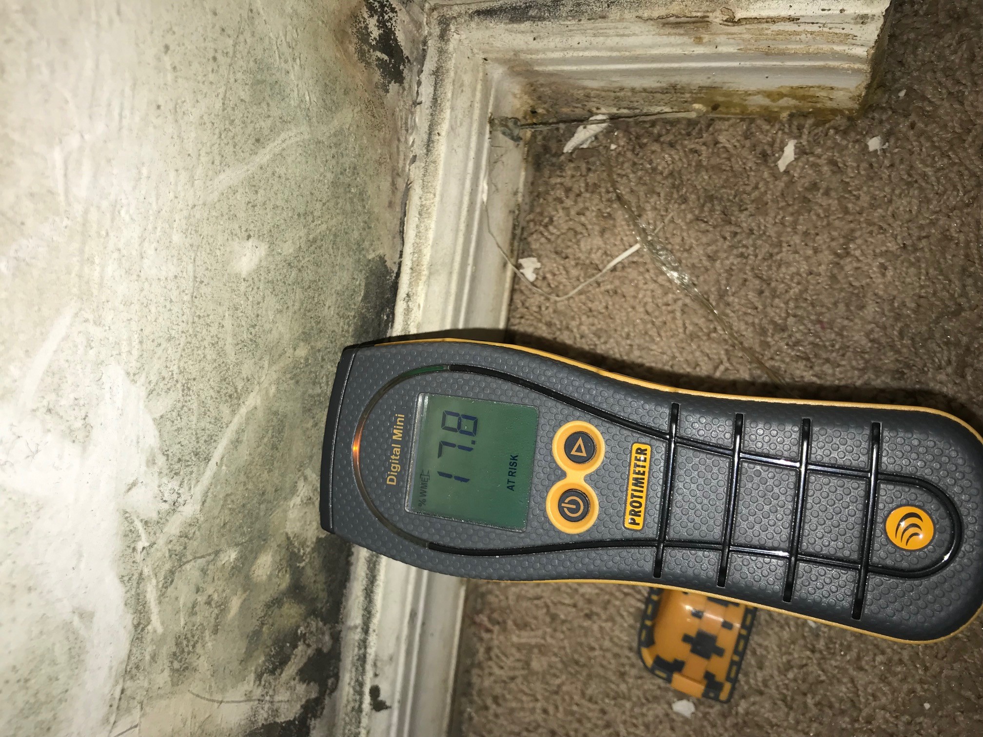 Mold Testing Services in Wellington, FL
