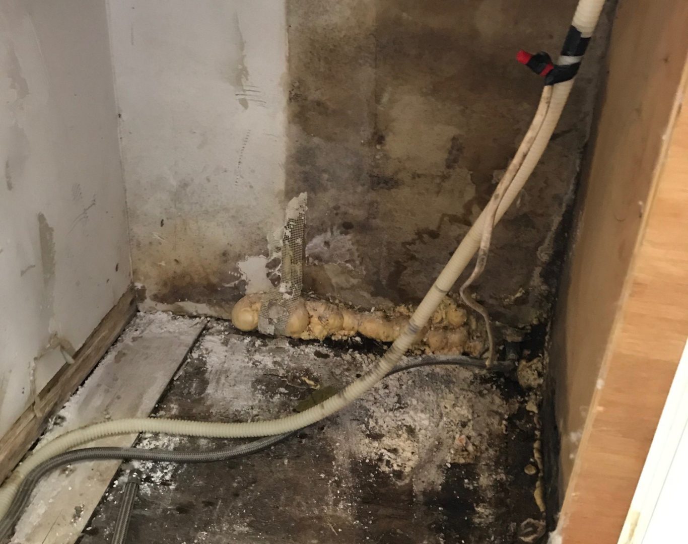about Global Restoration your Expert Mold Removal in Wellington, FL