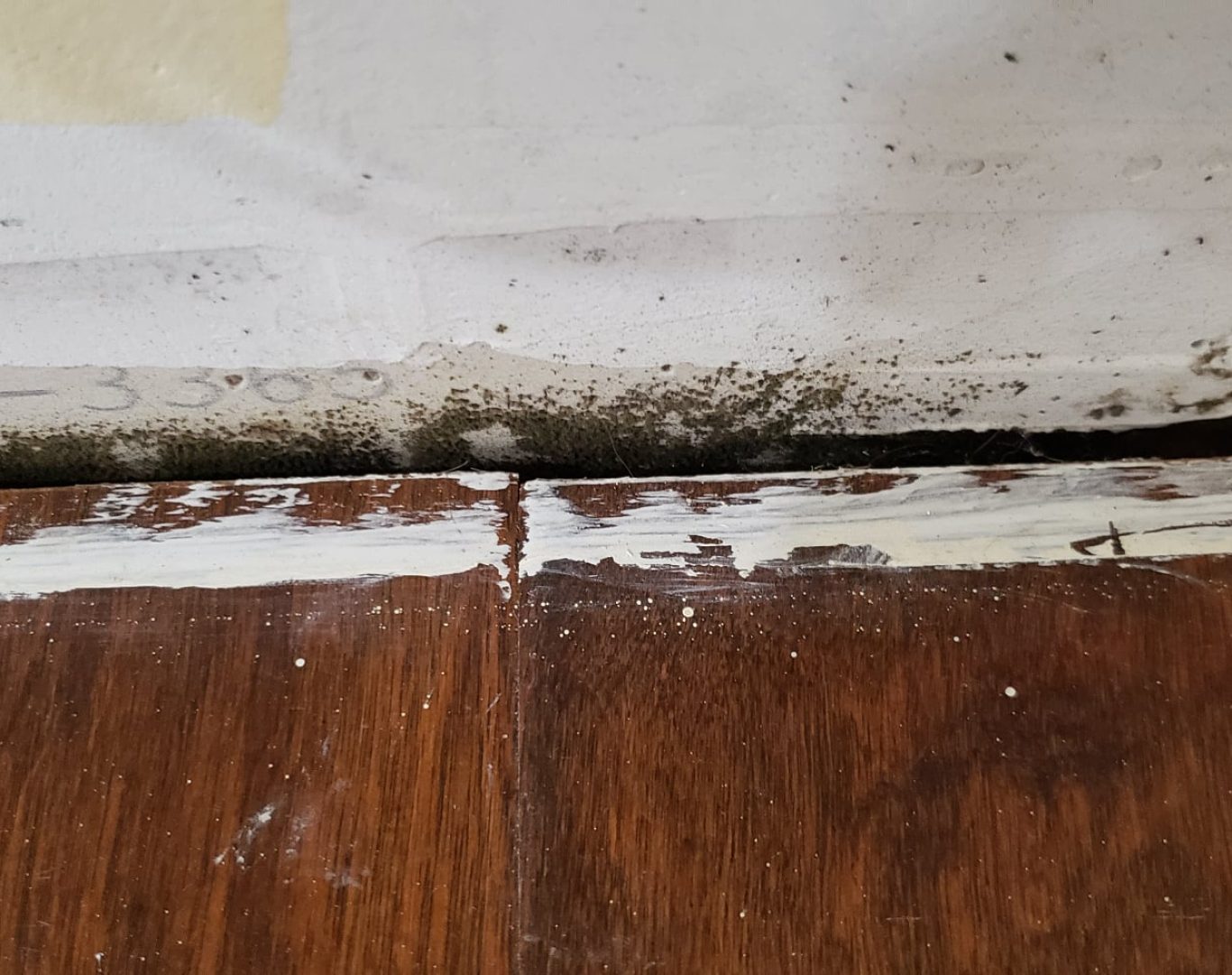 Mold Remediation Near Me