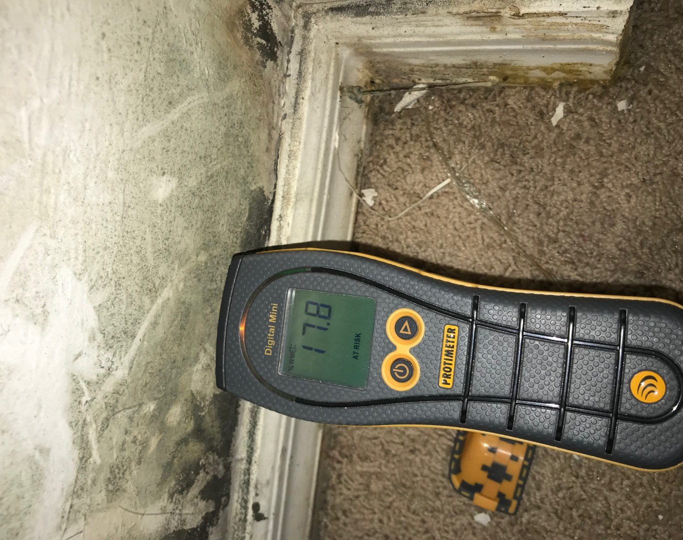 Mold Testing Services in Wellington, FL