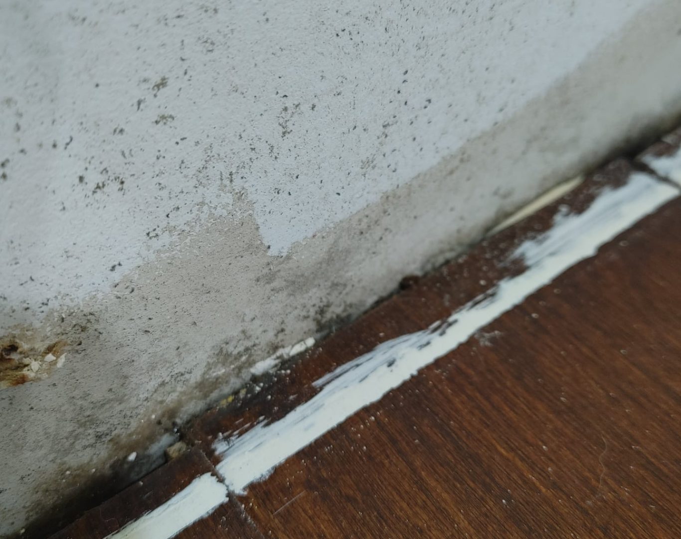 Mold Testing Services Near Me